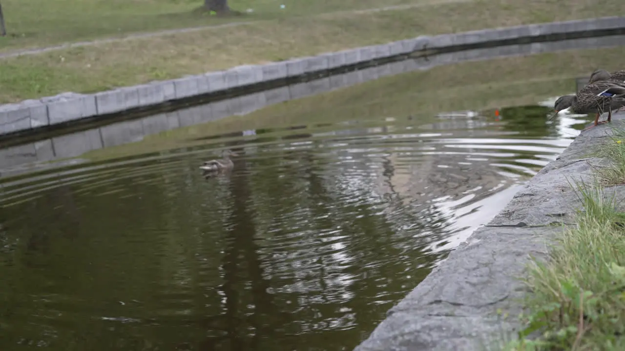 Slow motion of a seagull taking flight at a duckpond