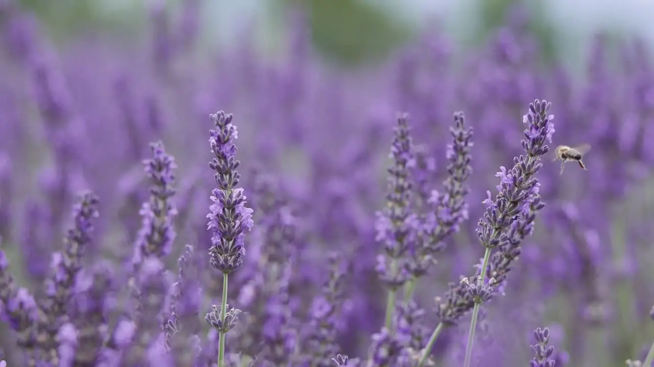 Flying bees gathering pollen from lavender flower