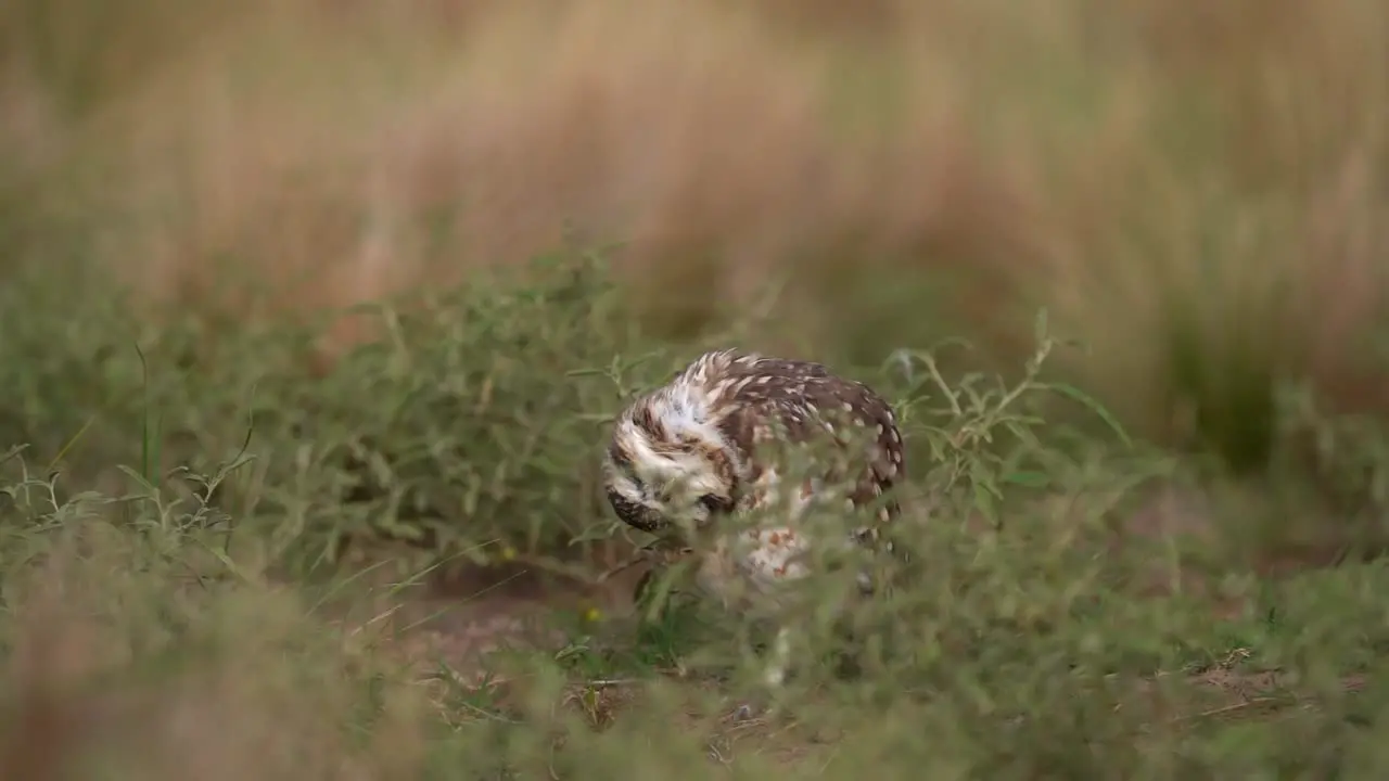 Immerse yourself in the enchanting world of nature as the adorable Barn Owl delicately scratches its head in slow motion