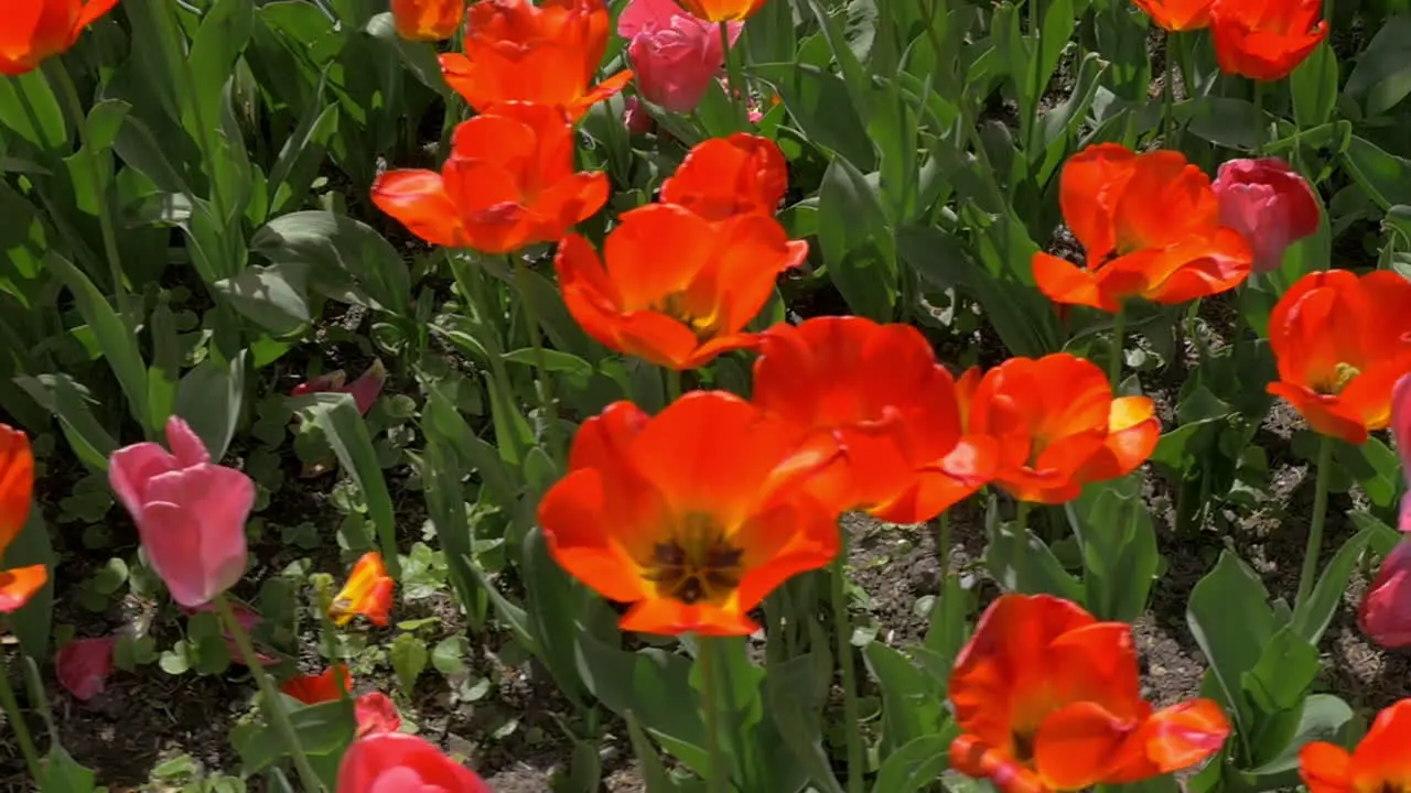 Planting of red tulips