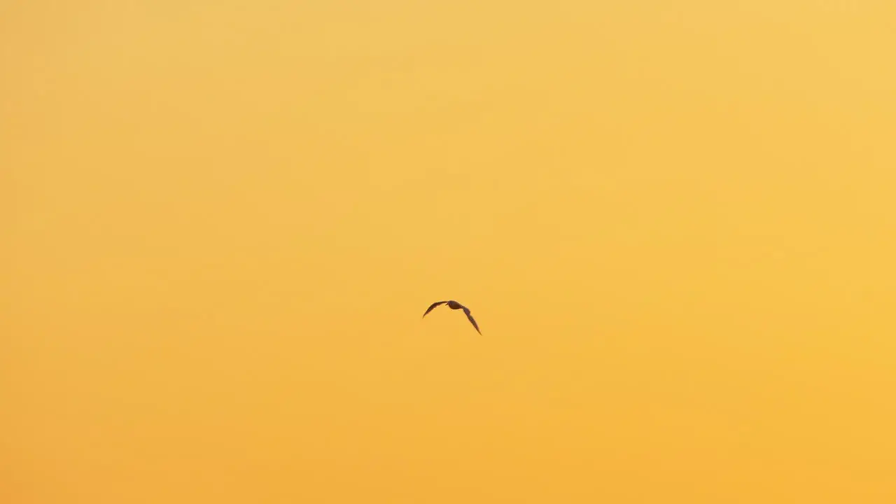 Seagull flying against the sky at sunset