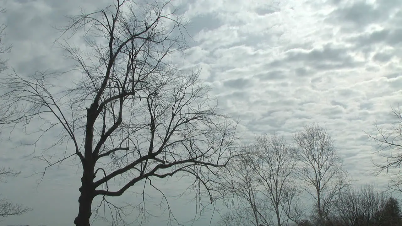 Clouds move rapidly past a barren tree