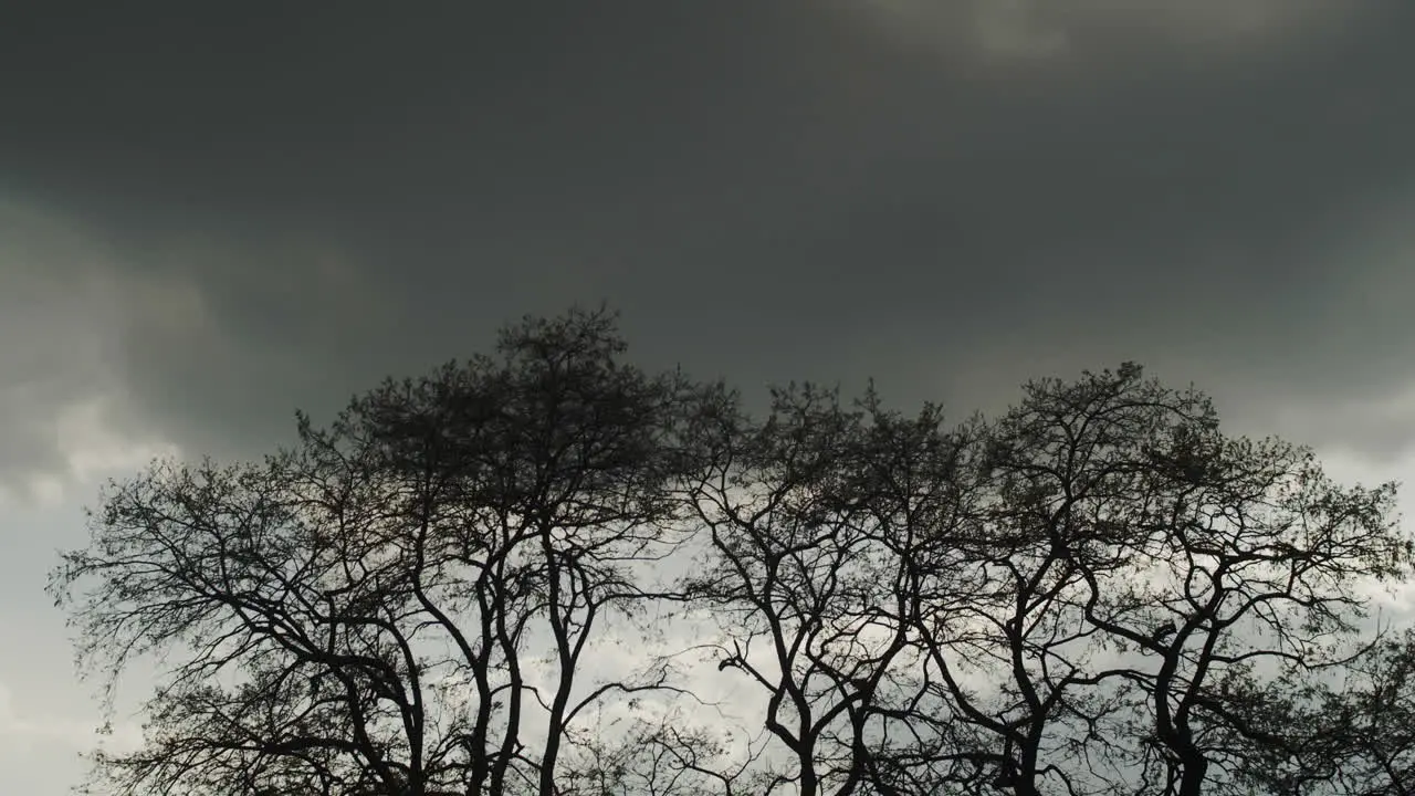 Black storm clouds over the trees