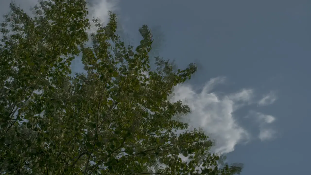 Low angle time-lapse of a silver poplar and passing clouds on a windy day