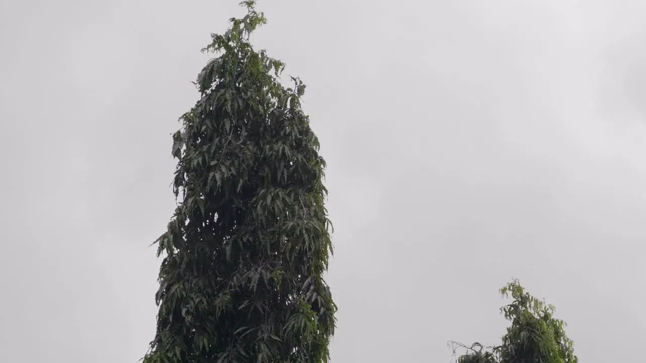 Tall green trees sway gently in the wind contrasting with the gray sky