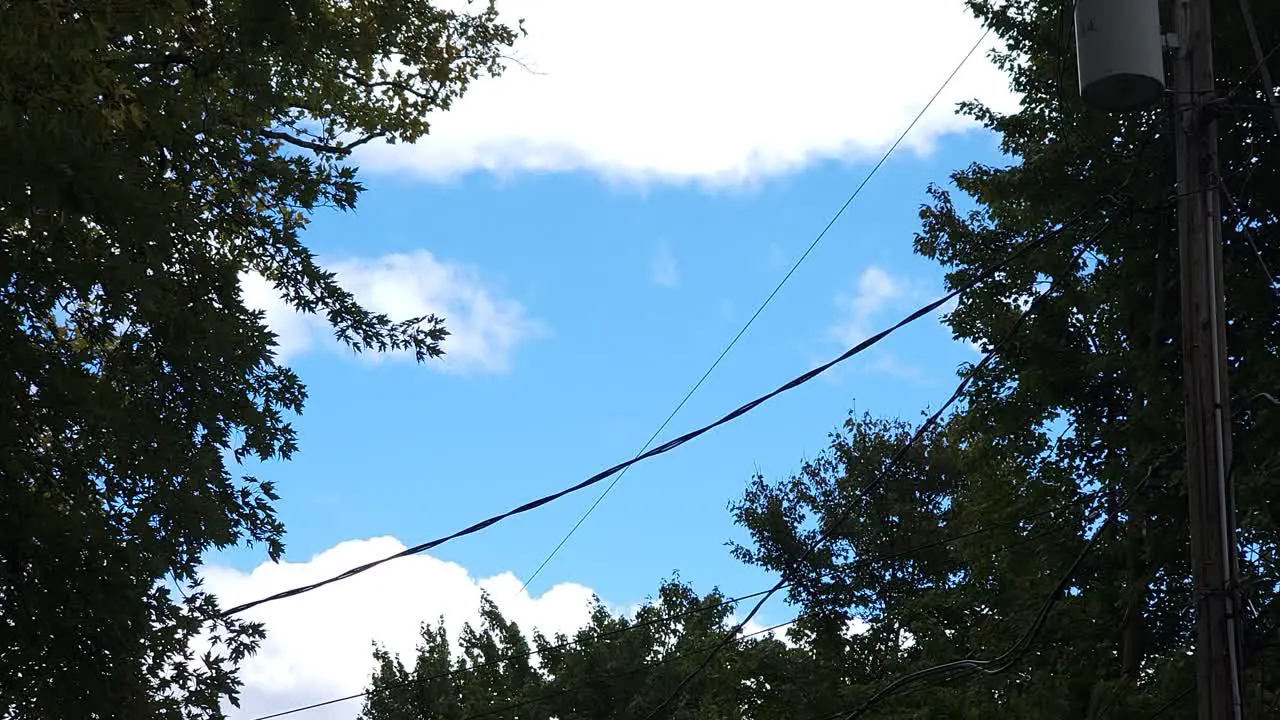 View of blue sky through green treetops springtime season background low angle view