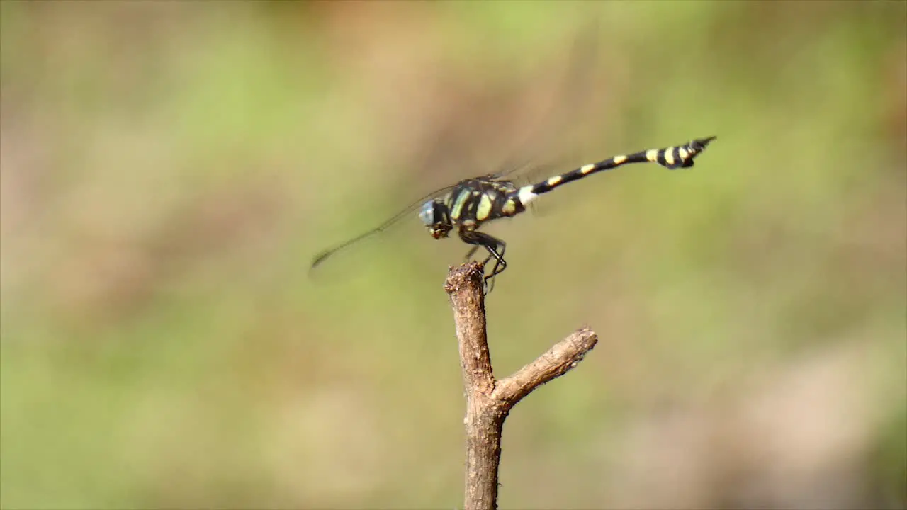 Beautiful Dragonfly 