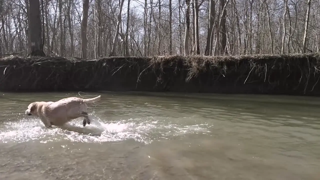 Slow motion of a Golden Retriever dog playing fetch in a creek