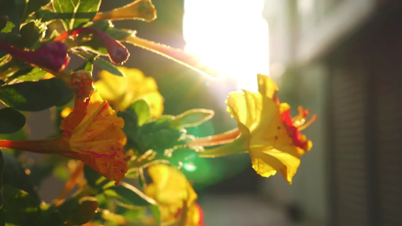 Blooming shrub against the sunlight