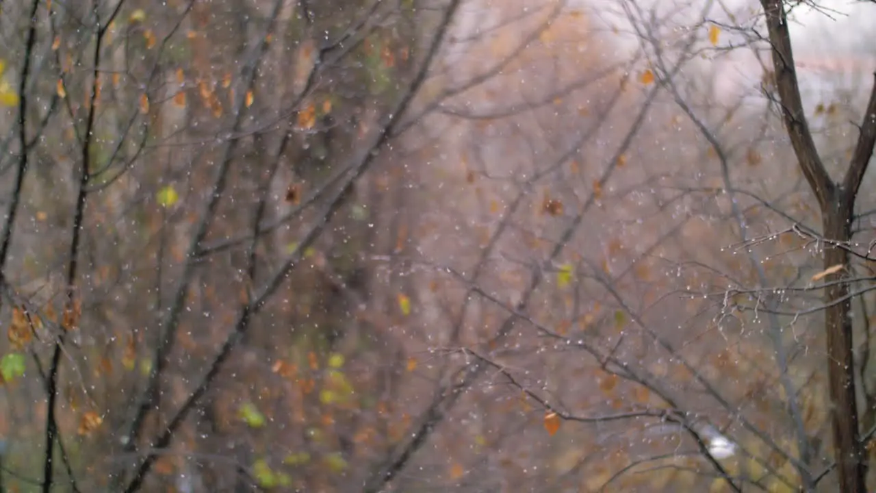 Snowfall in autumn against faded trees