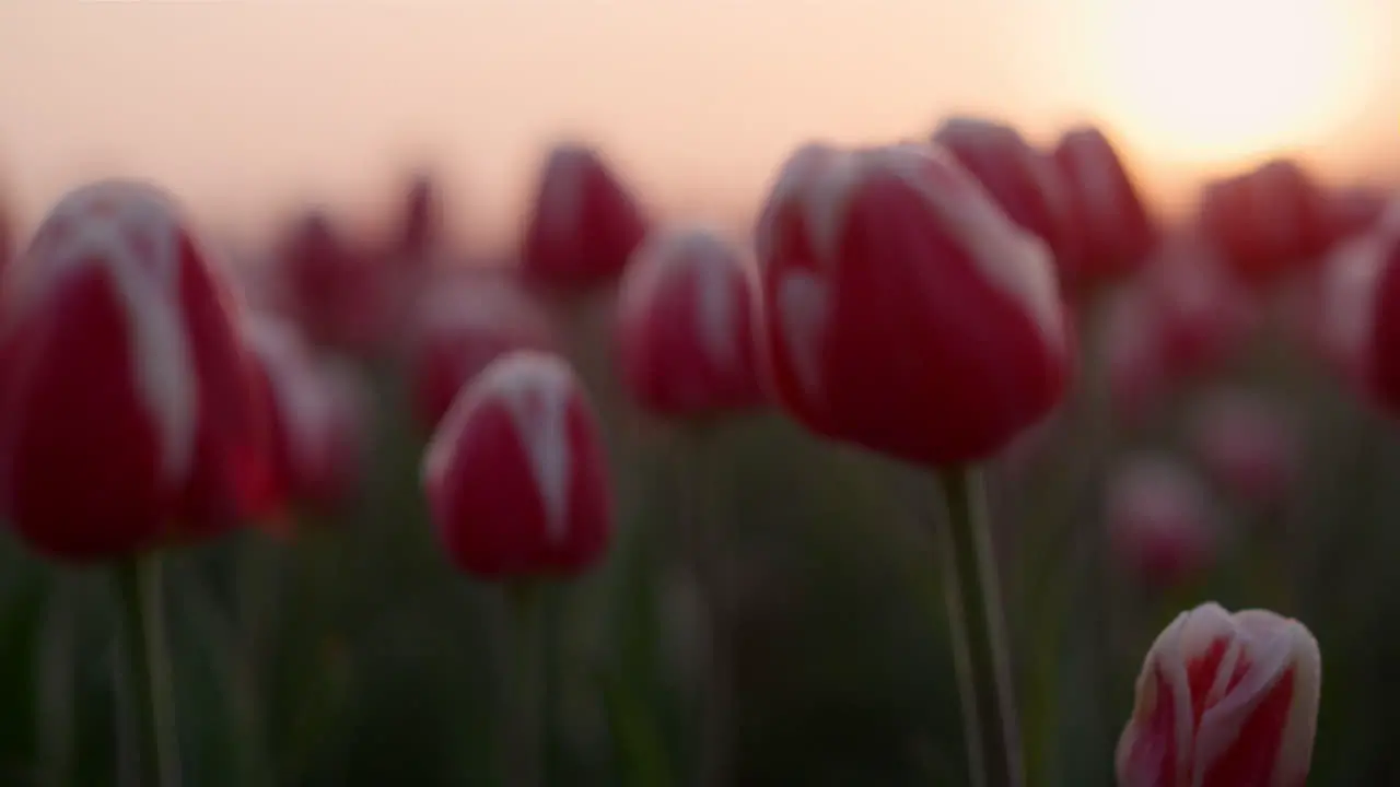 Closeup tulips growing in spring garden Blooming flowers macro in sunset lights