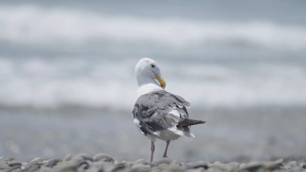 Seagull cleans feathers on beach in slow motion 4K medium shot