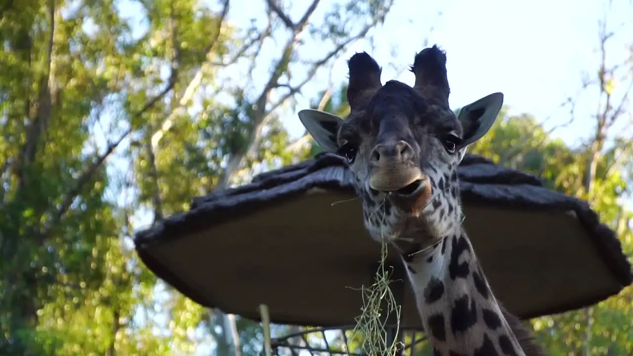 Giraffe eating and looking at camera