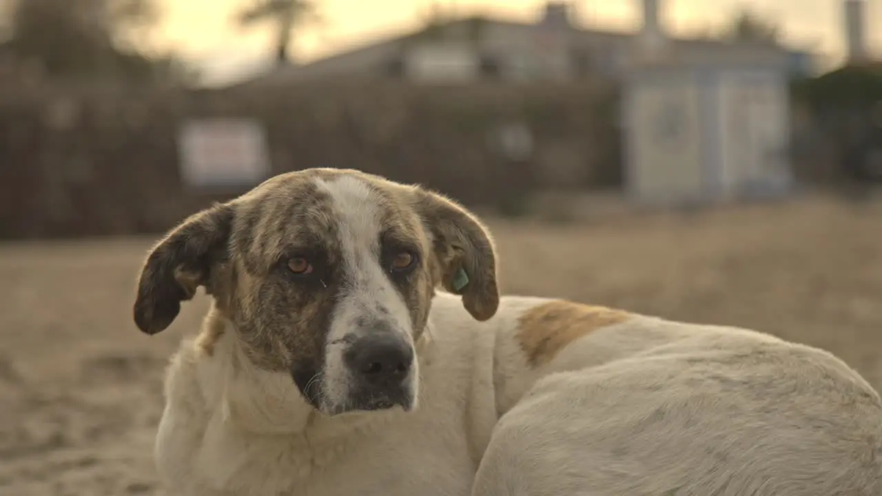 Dog laying down resting walking running barking 4K UHD