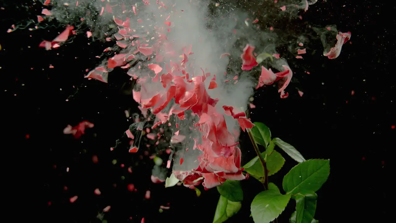 Flower Explodes With Petals Flying Everywhere