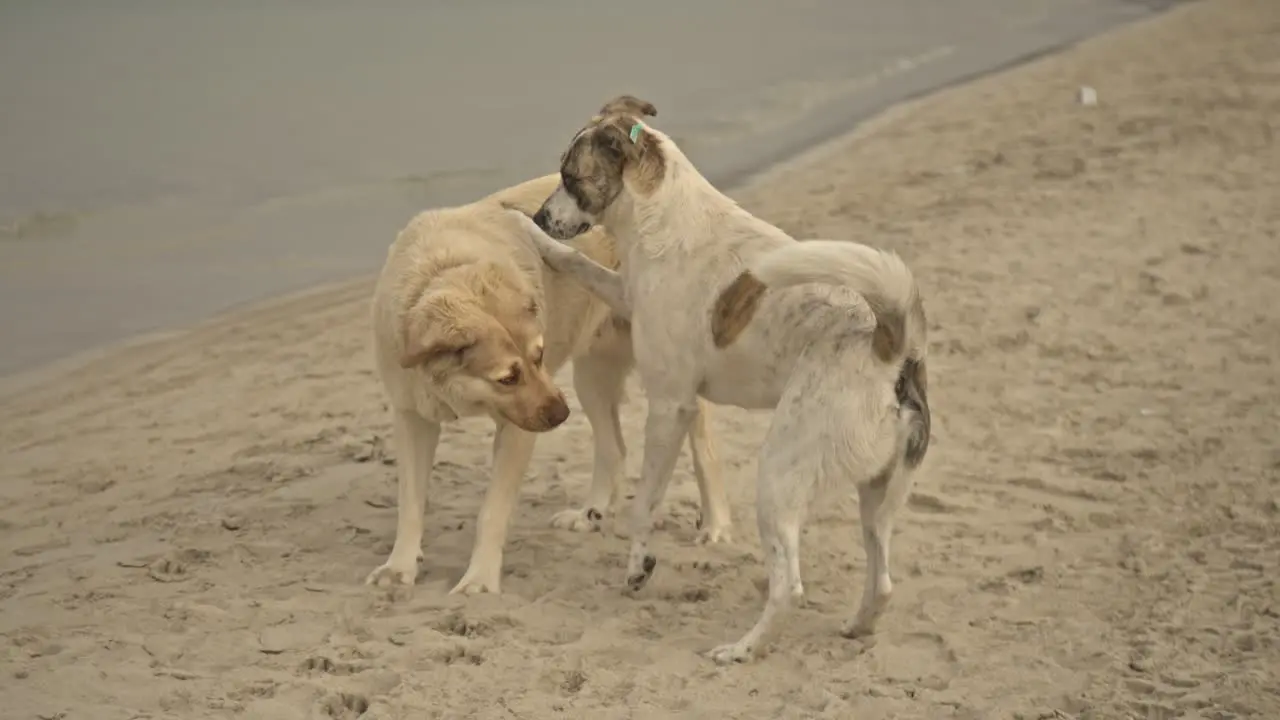 dogs sniffing and mating 4K UHD