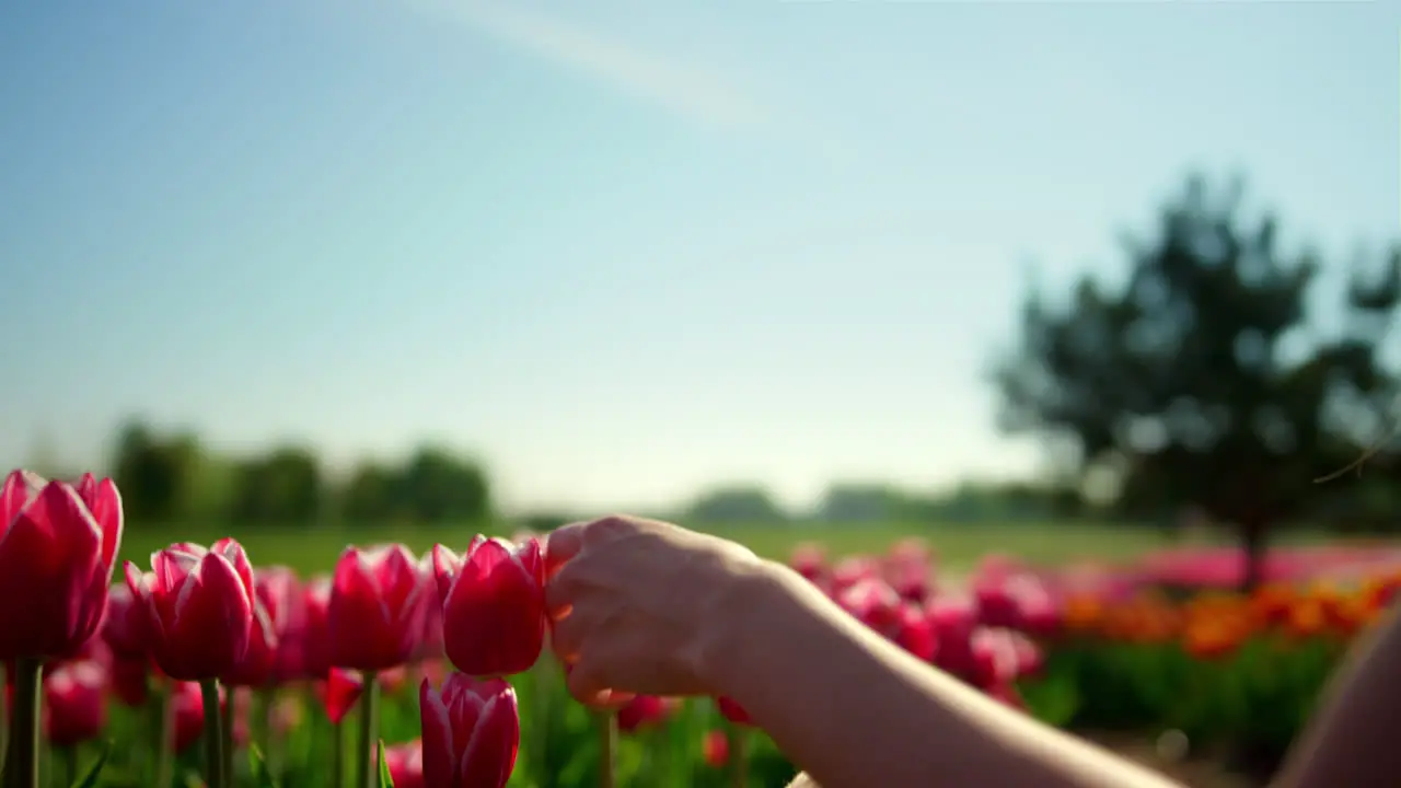 Spring season with spring flower field Woman hand touching tulip in garden