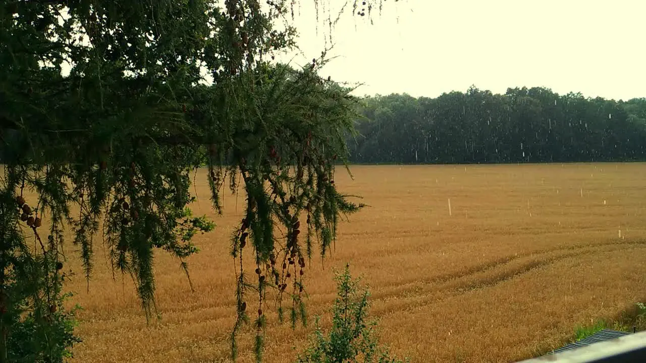 Hail falling out of the sky on a summer day on a field