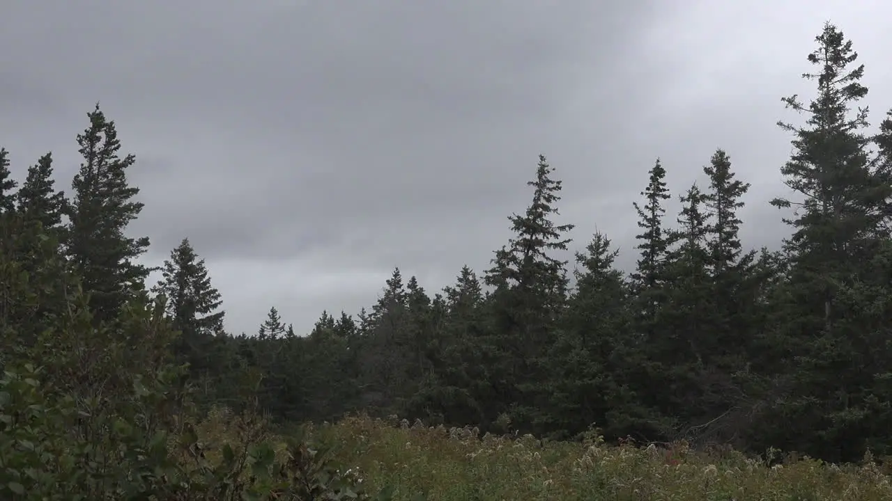 Canada Nova Scotia Dark Clouds Above Forest Pan