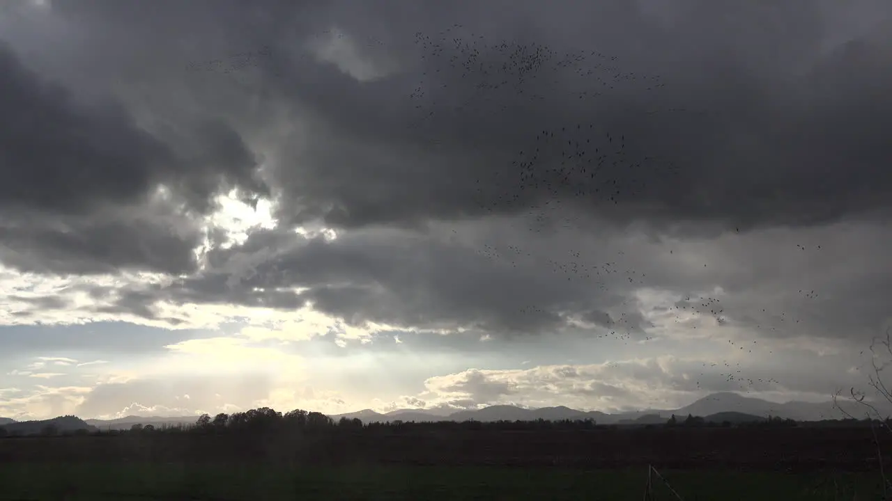 Oregon Dark Clouds And Birds Above Field