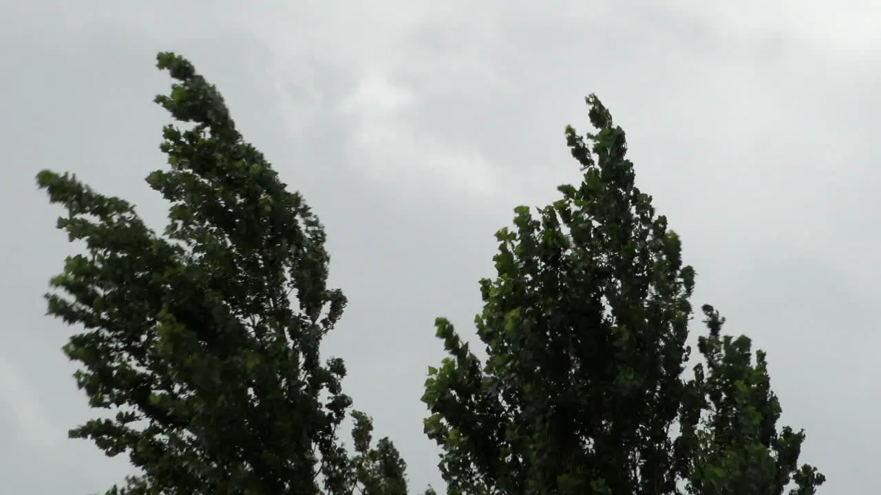 Tall trees are violently shaken and buffeted as thick grey clouds speed by in the background during Storm Ellen