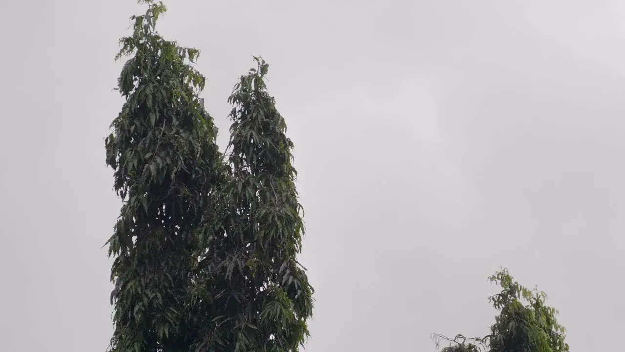 Trees Gently Swaying in the Breeze Against a Grey Overcast Sky