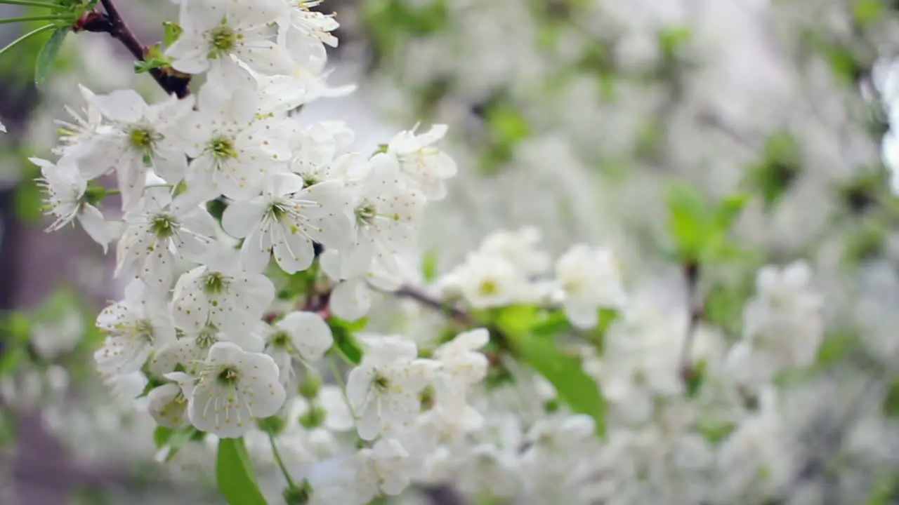 Blossoming cherry tree Cherry flower on tree Wind sways cherry blossom