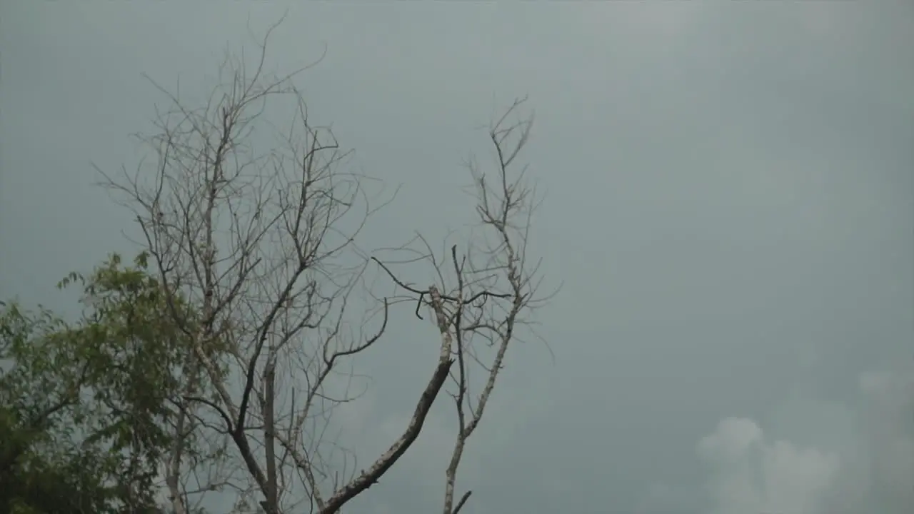 Moody sad leafless trees in the wind on a cloudy day