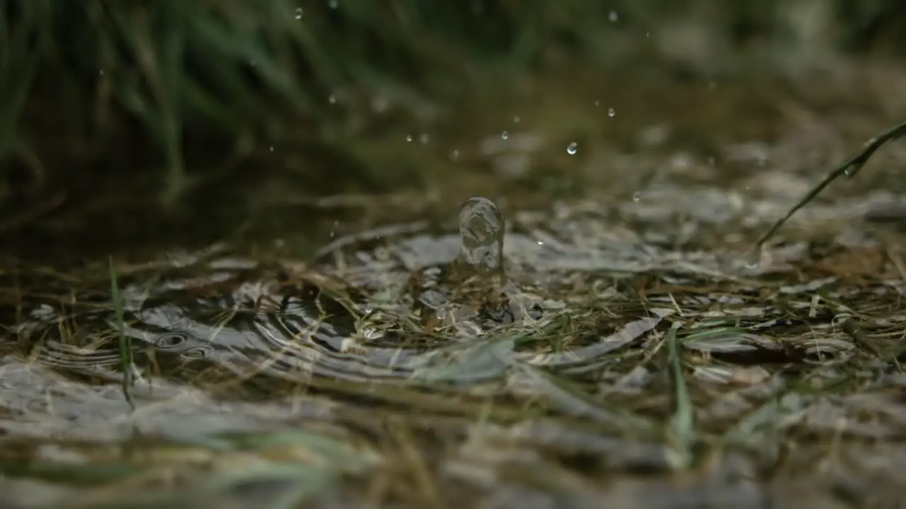 Raindrops dripping into a puddle