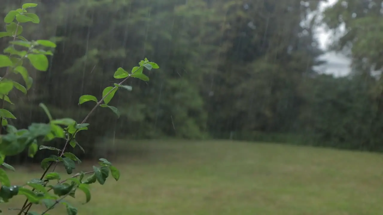 Heavy rain and wind on plant and trees in back garden UK Hertfordshire day time