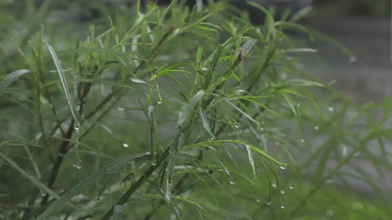 Heavy rain and wind on green plant outside