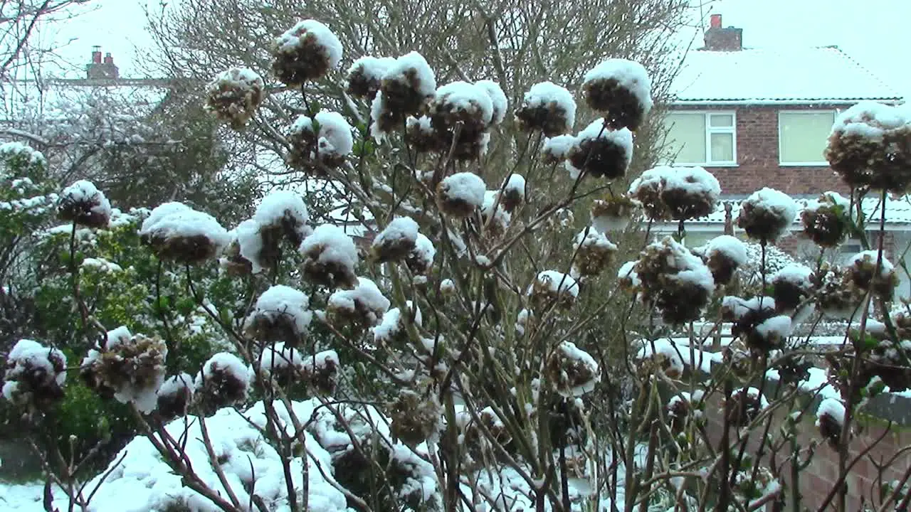 Hydrangea plant in an English garden awaiting dead heading now covered in snow after a heavy March snow fall