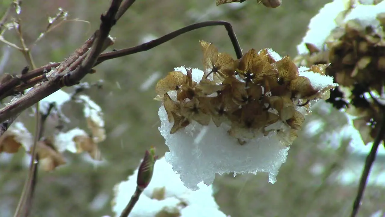 Hydrangea head broken and hanging down under the weight of snow in an English garden during a heavy snowstorm