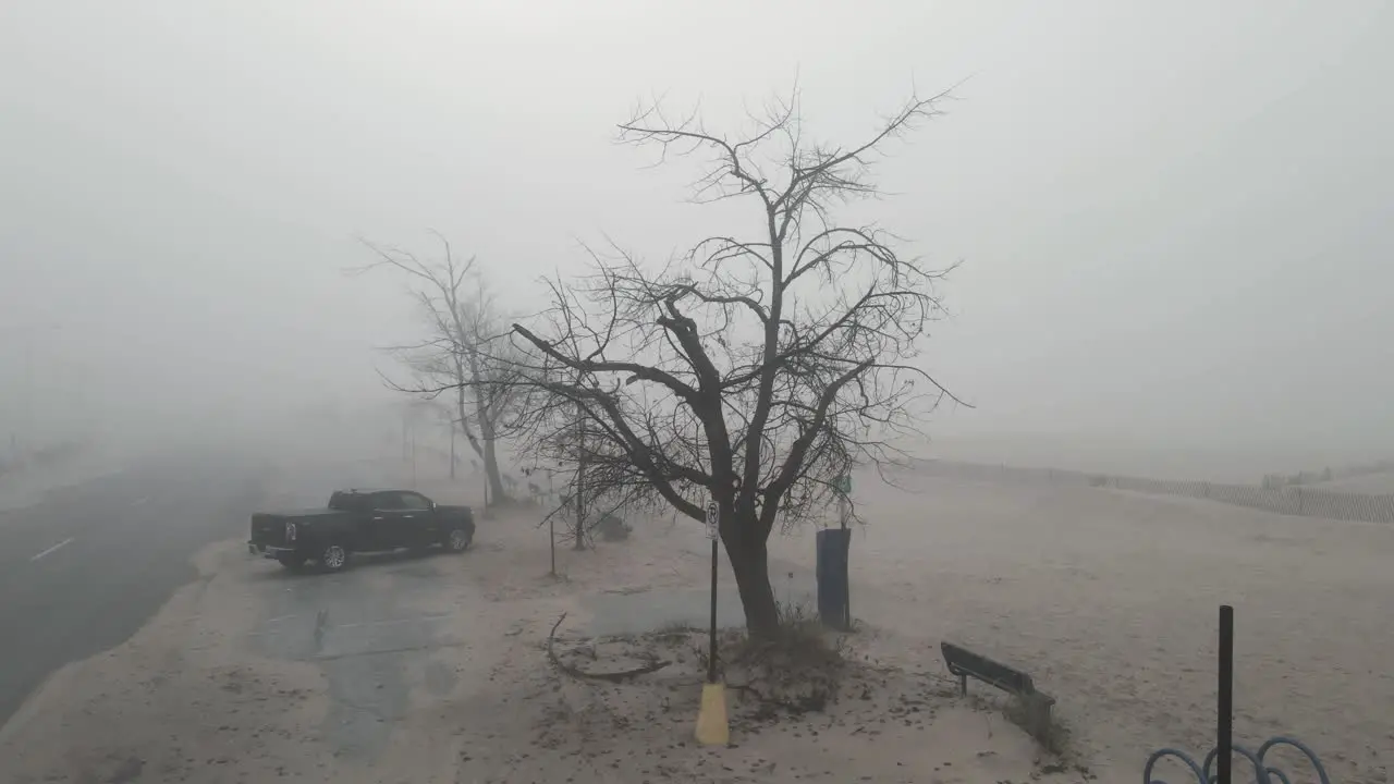 Still look at a dead looking tree on a misty beach