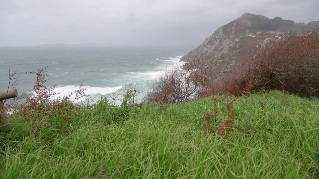 Green grass moving with the wind at the cliff near the ocean