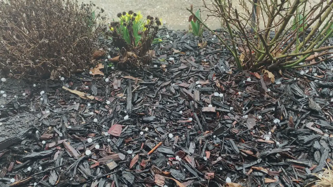 Hail during rainstorm on black mulch close up