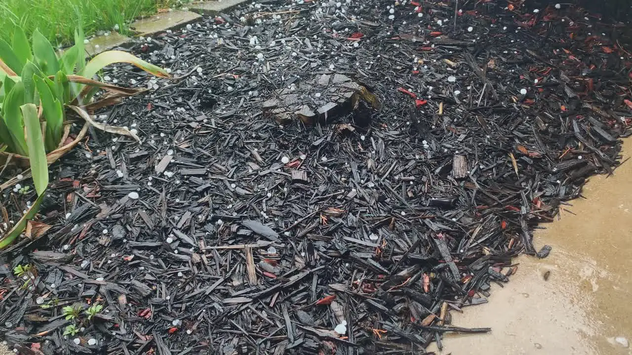 Hail during rainstorm on a flower bed close up