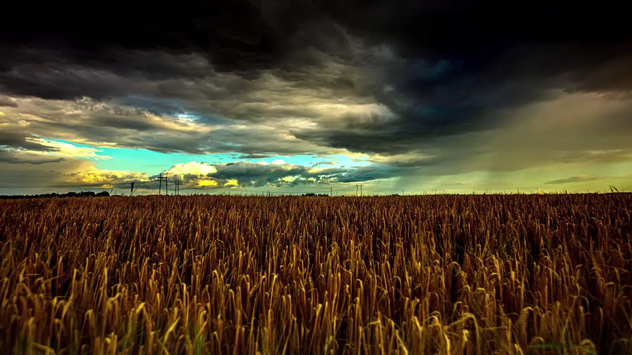 Stormy Clouds Roll Over Grain Field at Sunset timelapse