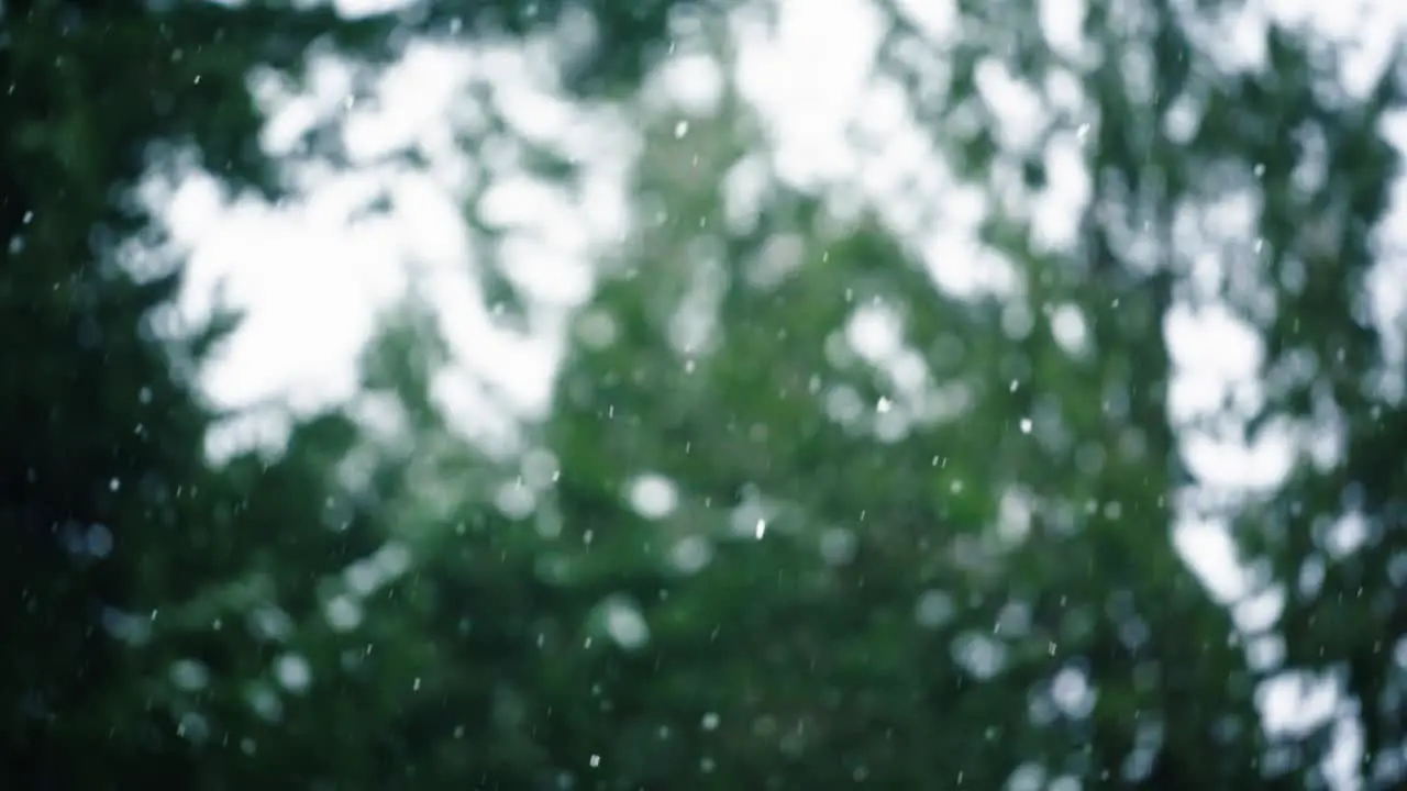 Snow falling in slow motion with trees in the background