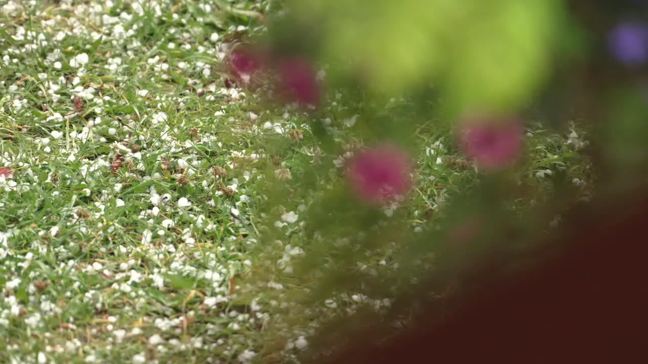 Hail on grass after storm