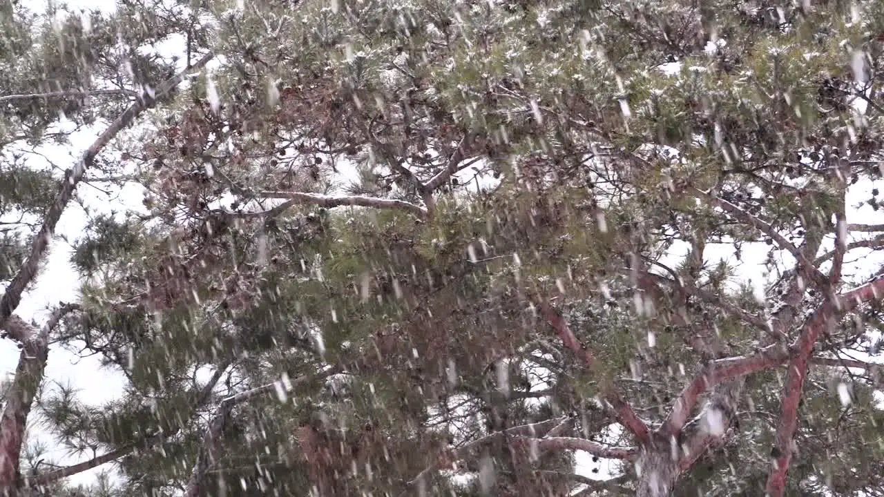 Heavy snow falling Slowmo