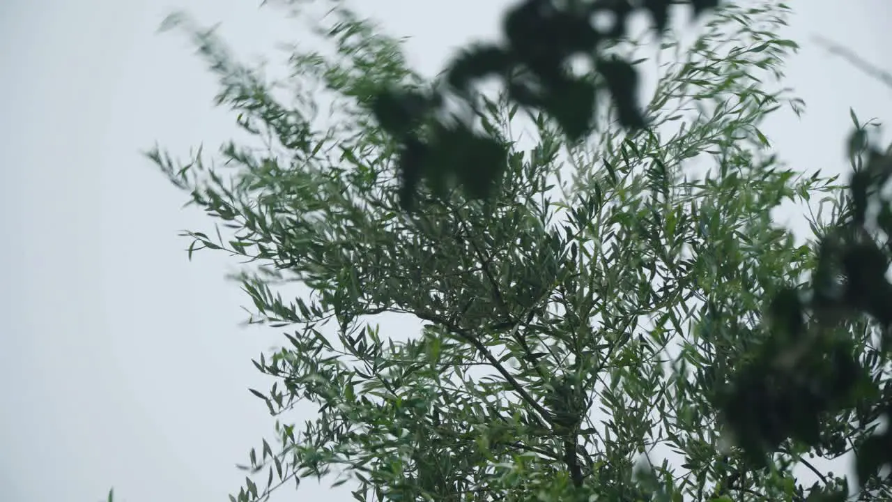 Tree Branches Blown Away by a Strong Wind