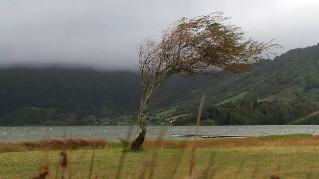 A tree is dancing in the wind