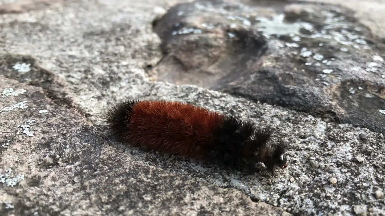 Woolly worm crawls along a stone wall on February 6 2019 near Boone NC