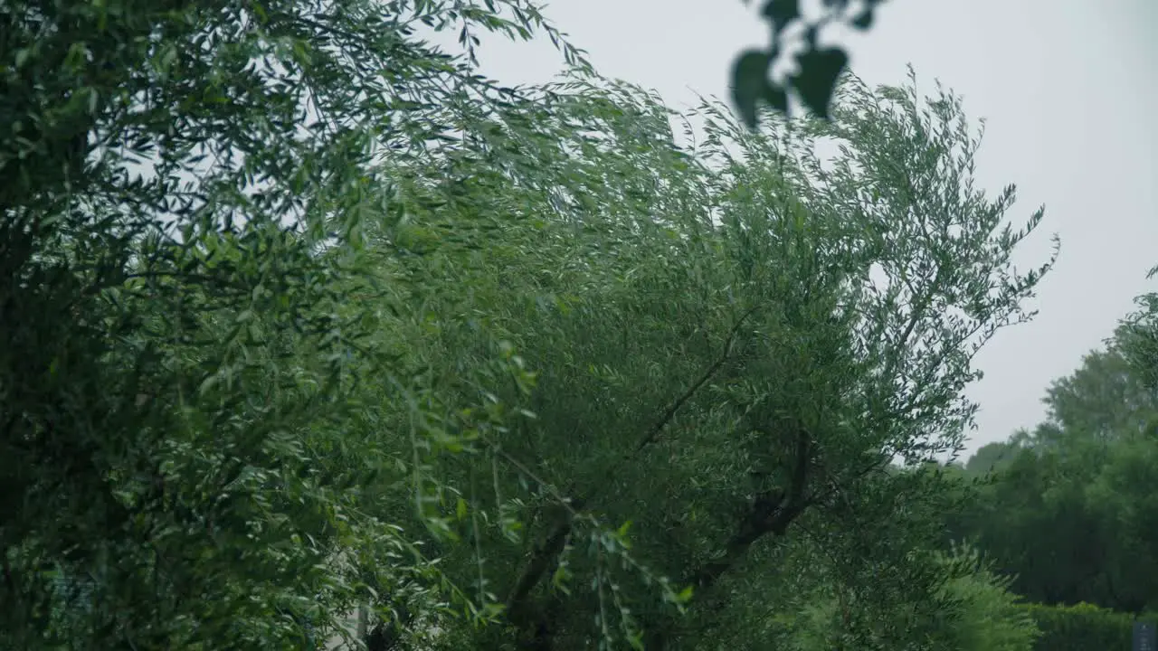 Olive Tree Branches Blown Away by a Strong Wind