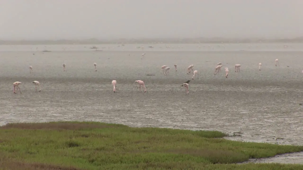 Flamingoes of the west coast of south africa