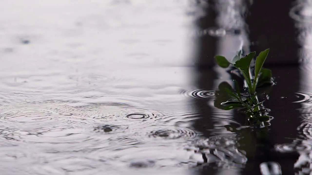 A plant grown on sandstone in the rain