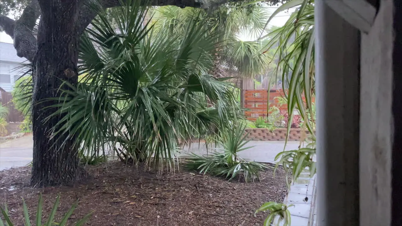 Heavy Rain Falling On Fan Palm Plants Under The Tree On A Stormy Weather