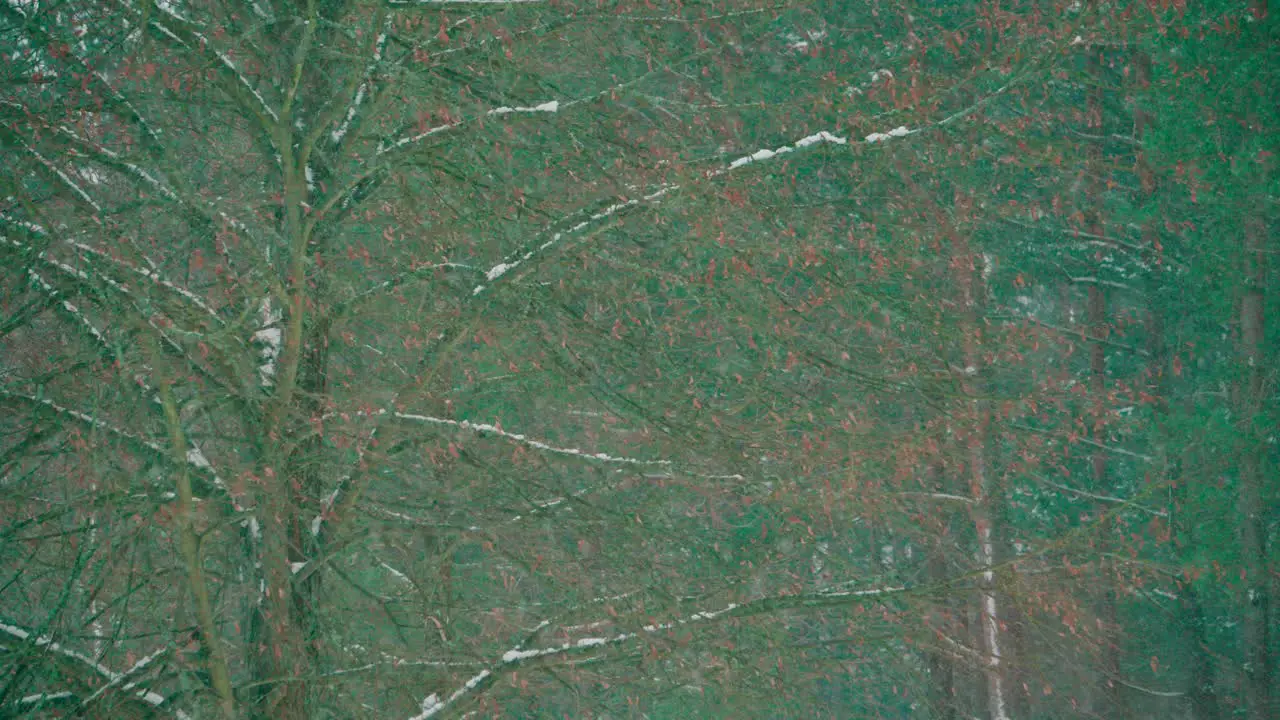 Coniferous trees are covered with snow