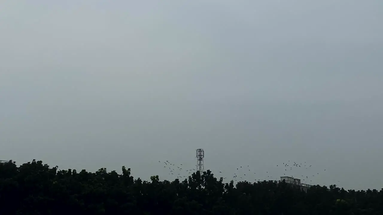 Flock Of Birds Flying Around network tower Against Cloudy Sky In Distance Above Silhouette Of Trees